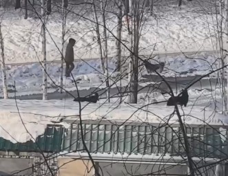 ​В Тынде хозяйская собака, гуляющая без присмотра, напала на женщину