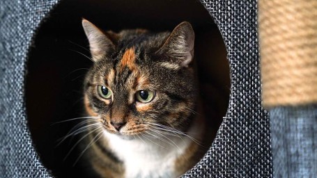 1 марта &mdash; День кошек: история праздника и как его отмечают в России