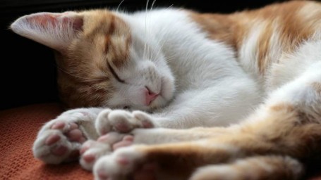 Особый праздник 7 ноября — Дедовские плачи: история, традиции, приметы