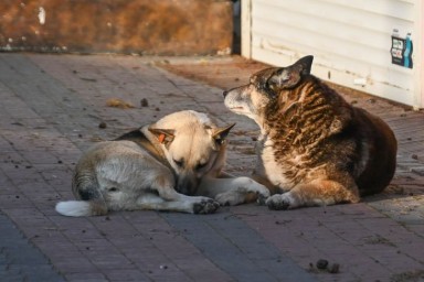 Прокуратура добилась компенсации для ребенка, покусанного собаками в Тынде.