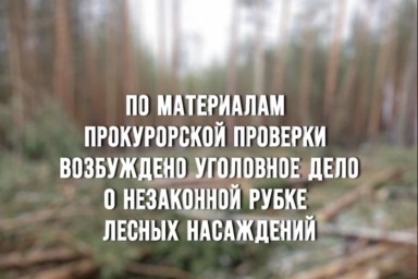 Перед судом предстанет житель Тындинского округа за незаконную рубку лесных насаждений