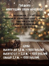 Продажа новогодних сосон началась