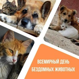 Поможем хвостикам вместе!  Акция по сбору корма