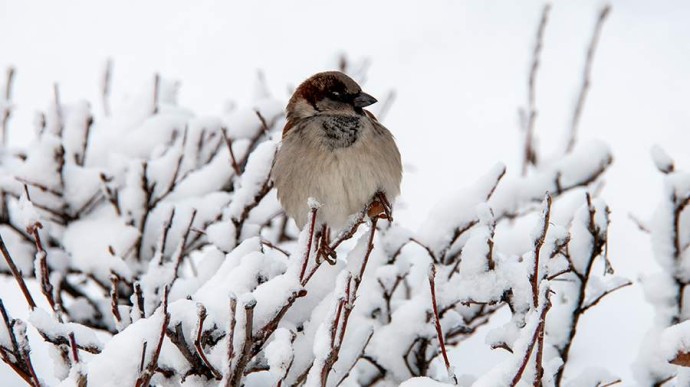 Народные приметы на 8 декабря: что можно и нельзя делать Народные приметы на 8 декабря: что можно и нельзя делать