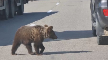 Медвежонок продолжает привлекать внимание автомобилистов на севере Приамурья