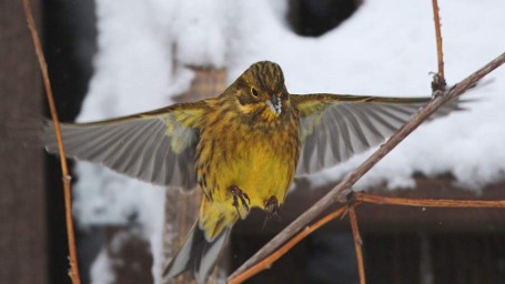 Особый праздник 3 марта &mdash; Овсянки: история, традиции, приметы