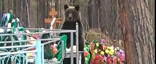 ​В Тынде на кладбище обезвредили медведя.