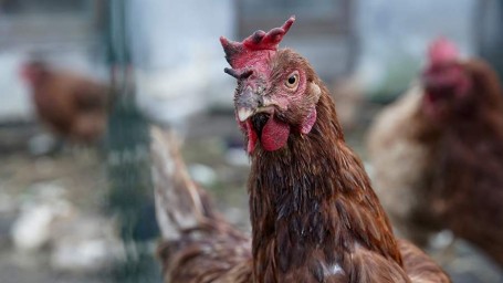 Народные приметы на 14 ноября: что можно и нельзя делать