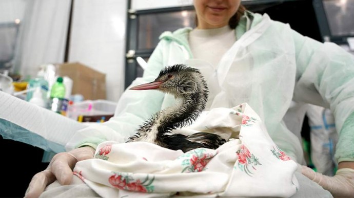 19 февраля — День орнитолога в России: история и традиции праздника 19 февраля — День орнитолога в России: история и традиции праздника