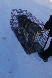 35 безнадзорных собак отловлено в Тындинском округе за год