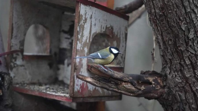 Экологический праздник 12 ноября — Синичкин день: история, традиции, значение Экологический праздник 12 ноября — Синичкин день: история, традиции, значение
