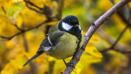 Народный праздник Синичкин день: традиции и значение