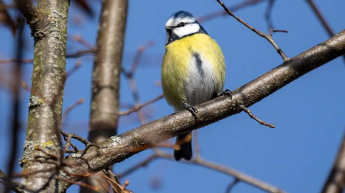 Особый народный праздник 26 января — Ермилов день: история, традиции, приметы Особый народный праздник 26 января — Ермилов день: история, традиции, приметы