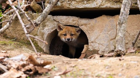 27 апреля &mdash; значимый праздник Мартын Лисогон: обычаи и приметы