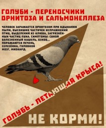 ​НЕ КОРМИТЕ ГОЛУБЕЙ на придомовых территориях