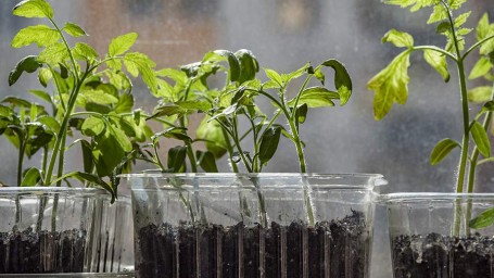 Особый праздник 29 апреля &mdash; Арина Рассадница: история, традиции, приметы