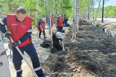 ​Высадили 500 саженцев вдоль главной улицы нашего города