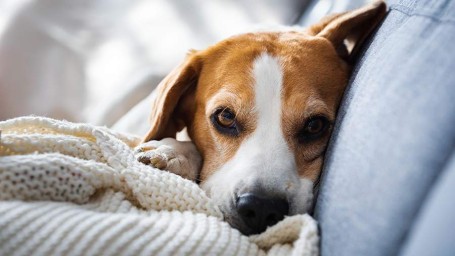 30 ноября — Всемирный день домашних животных: история и традиции