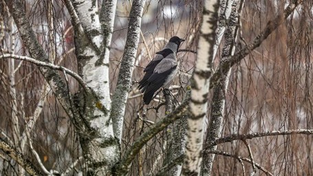 Народные приметы на 19 марта 2026 года: что можно и нельзя делать
