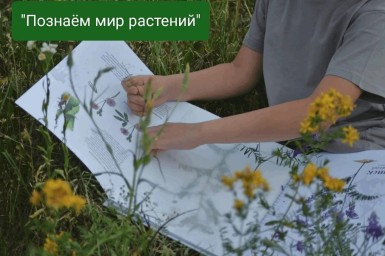 Юные ботаники Лопчи: Гербарий своими руками