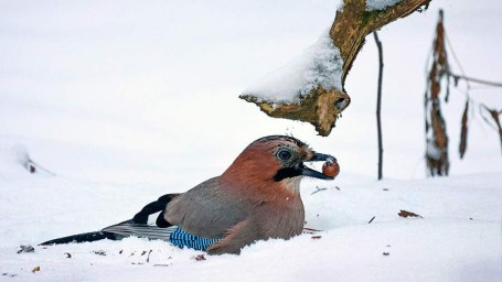 Особый праздник 11 декабря — Сойкин день: история, традиции, приметы