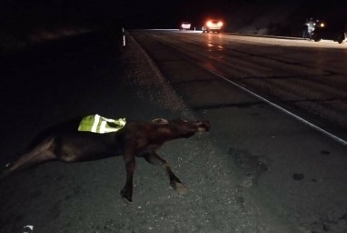 В Тындинском округе водитель сбил лосиху на трассе.